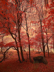 Scott Wood